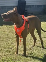 My LeNora, a female Great Dane for sale in Louisville, KY – Photo 1 of 10