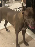 My LeNora, a female Great Dane for sale in Louisville, KY – Photo 5 of 10