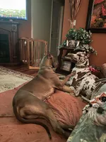 My LeNora, a female Great Dane for sale in Louisville, KY – Photo 9 of 10