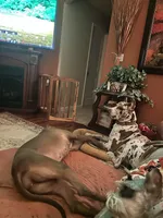 My LeNora, a female Great Dane for sale in Louisville, KY – Photo 4 of 10