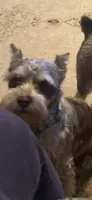 Bradley, a male Miniature Schnauzer for sale in Louisville, KY – 3 of 10