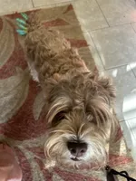 Vera Bradley, a female Miniature Schnauzer for sale in Louisville, KY – 6 of 10