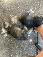 JJillian all Colors, a male Miniature Schnauzer for sale in Louisville, KY – 6 of 10