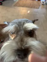 Vera, a female Miniature Schnauzer for sale in Louisville, KY – 6 of 10