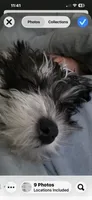 Vera, a female Miniature Schnauzer for sale in Louisville, KY – 8 of 10