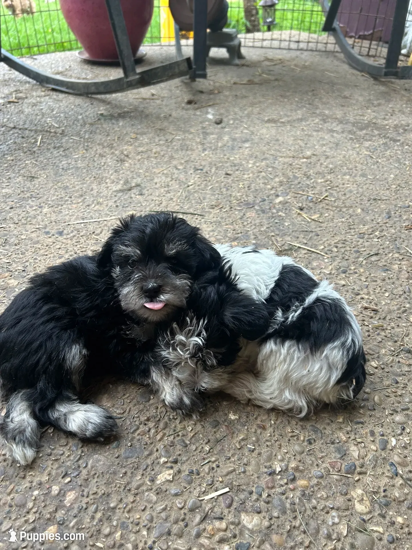 JJillian all Colors, a male Miniature Schnauzer for sale in Louisville, KY – 4 of 10