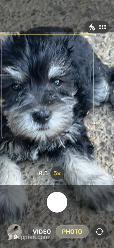 BonJovi – Miniature Schnauzer puppy for sale in Louisville, KY