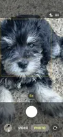 BonJovi, a male Miniature Schnauzer for sale in Louisville, KY – 10 of 10