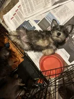 Vera, a female Miniature Schnauzer for sale in Louisville, KY – 8 of 9