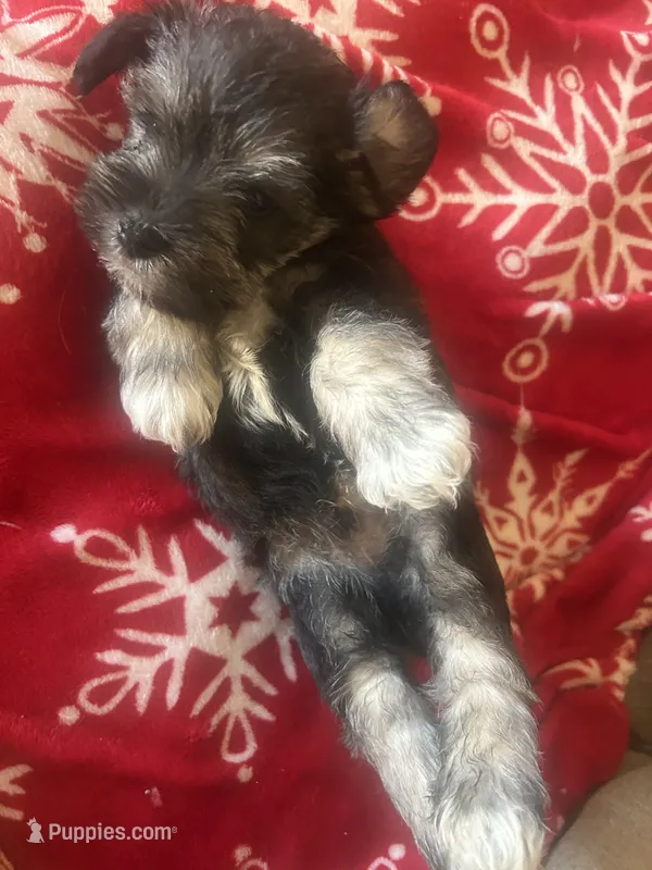 All Colors, Jack and Jill – Miniature Schnauzer puppy for sale in Louisville, KY
