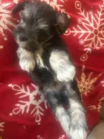 Jack , a male Miniature Schnauzer for sale in Louisville, KY – 1 of 8