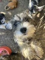 Bradley, a male Miniature Schnauzer for sale in Louisville, KY – 7 of 10