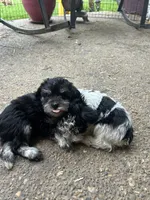 BonJovi, a male Miniature Schnauzer for sale in Louisville, KY – 8 of 10