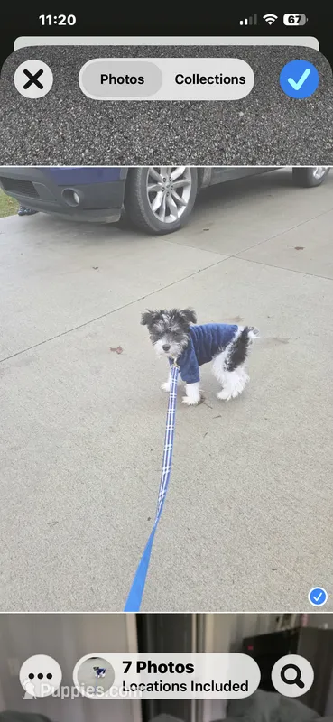 Vera – Miniature Schnauzer puppy for sale in Louisville, KY