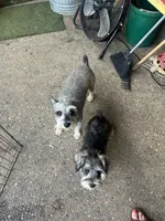 Bradley, a male Miniature Schnauzer for sale in Louisville, KY – 10 of 10