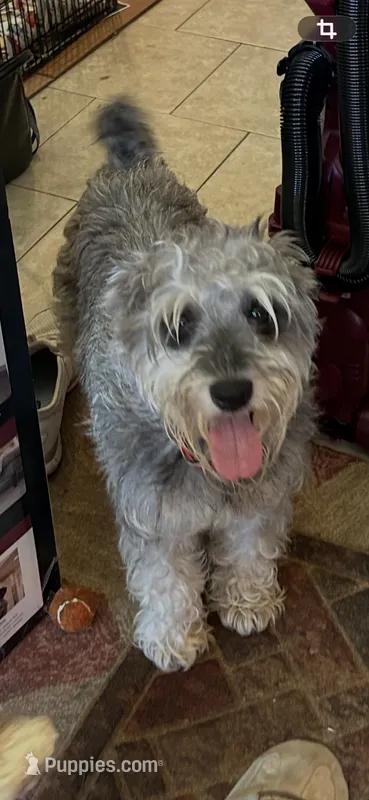 Vera Bradley – Miniature Schnauzer puppy for sale in Louisville, KY