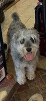 Vera, a female Miniature Schnauzer for sale in Louisville, KY – 9 of 10