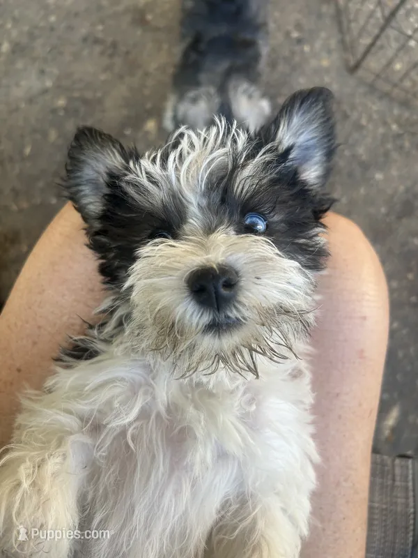 JJillian all Colors – Miniature Schnauzer puppy for sale in Louisville, KY