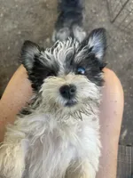 JJillian all Colors, a male Miniature Schnauzer for sale in Louisville, KY – 1 of 10