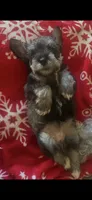 Jack , a male Miniature Schnauzer for sale in Louisville, KY – 5 of 8