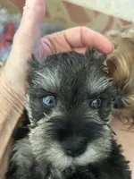 Jack , a male Miniature Schnauzer for sale in Louisville, KY – 8 of 8