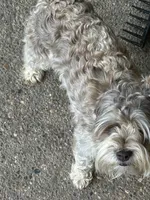 Bradley, a male Miniature Schnauzer for sale in Louisville, KY – 5 of 10