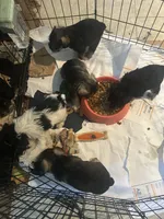 BonJovi, a male Miniature Schnauzer for sale in Louisville, KY – 9 of 10