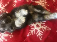 Jack , a male Miniature Schnauzer for sale in Louisville, KY – 3 of 8