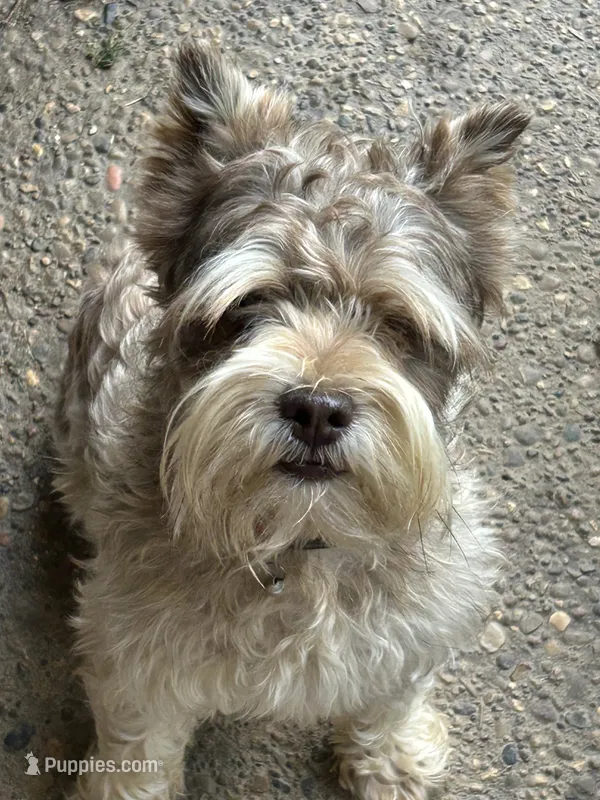 Bradley – Miniature Schnauzer puppy for sale in Louisville, KY