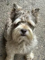 Bradley, a male Miniature Schnauzer for sale in Louisville, KY – 1 of 10