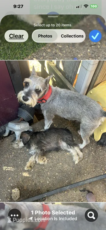 Vera – Miniature Schnauzer puppy for sale in Louisville, KY