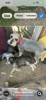 Vera, a female Miniature Schnauzer for sale in Louisville, KY – 1 of 9