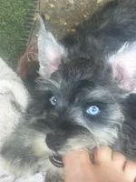 Bradley, a male Miniature Schnauzer for sale in Louisville, KY – 8 of 10