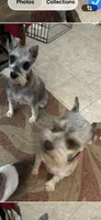JJillian all Colors, a male Miniature Schnauzer for sale in Louisville, KY – 8 of 10