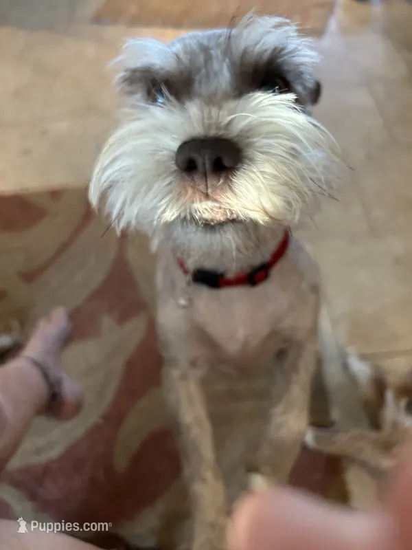 Vera – Miniature Schnauzer puppy for sale in Louisville, KY