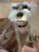 Vera, a female Miniature Schnauzer for sale in Louisville, KY – 1 of 10