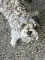 Bradley, a male Miniature Schnauzer for sale in Louisville, KY – 6 of 10