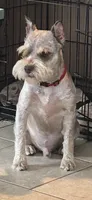 Vera, a female Miniature Schnauzer for sale in Louisville, KY – 5 of 10