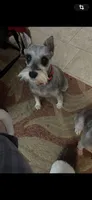 Vera, a female Miniature Schnauzer for sale in Louisville, KY – 3 of 10