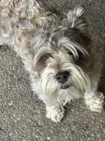 Bradley, a male Miniature Schnauzer for sale in Louisville, KY – 2 of 10