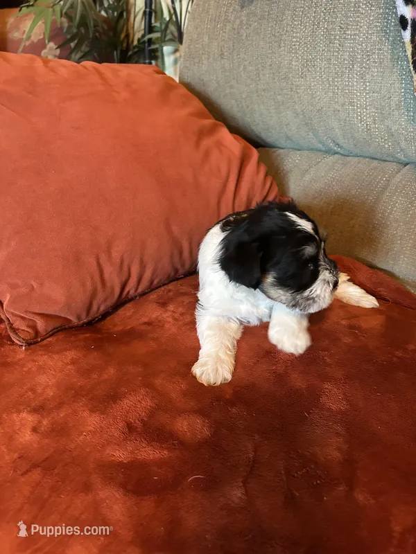 New Babies all colors – Miniature Schnauzer puppy for sale in Louisville, KY