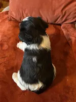 Armani, a male Miniature Schnauzer for sale in Louisville, KY – Photo 3 of 7