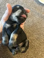 New Babies all colors, a male Miniature Schnauzer for sale in Louisville, KY – Photo 10 of 10