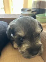 BonJovi, a male Miniature Schnauzer for sale in Louisville, KY – 1 of 10