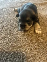 New Babies all colors, a male Miniature Schnauzer for sale in Louisville, KY – Photo 9 of 10