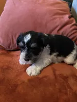 Armani, a male Miniature Schnauzer for sale in Louisville, KY – Photo 4 of 7