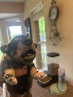 New Babies all colors, a male Miniature Schnauzer for sale in Louisville, KY – Photo 6 of 10