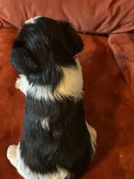 Armani, a male Miniature Schnauzer for sale in Louisville, KY – Photo 6 of 7