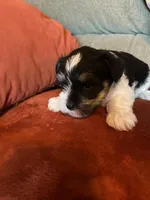 Armani, a male Miniature Schnauzer for sale in Louisville, KY – Photo 7 of 7