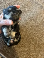 New Babies all colors, a male Miniature Schnauzer for sale in Louisville, KY – Photo 8 of 10